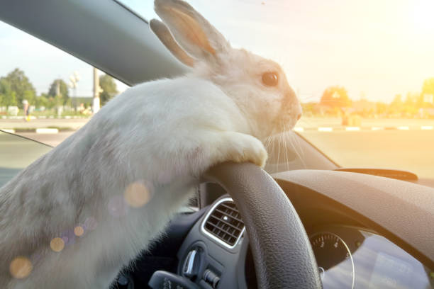 Rabbit drives a car, he is at the driver seat behind the steering wheel. Hare driver.. White Easter bunny rides to give gifts. Rabbit in the car stock photo