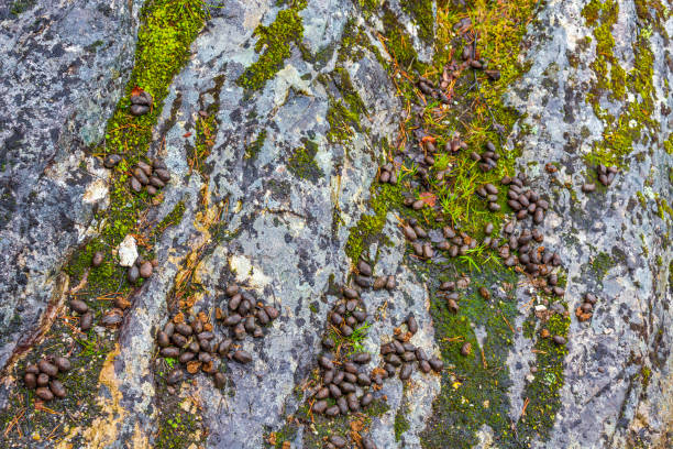 Rabbit droppings shit poop stone rock texture green moss Norway. stock photo