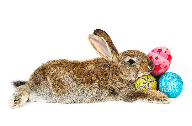 Rabbit easter eggs stock photo