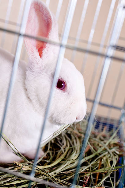 Rabbit for sale Little white bunny in a cage.  She could be at home or in a shop for sale.  Her name is Strawberry. rabbit hutch stock pictures, royalty-free photos & images