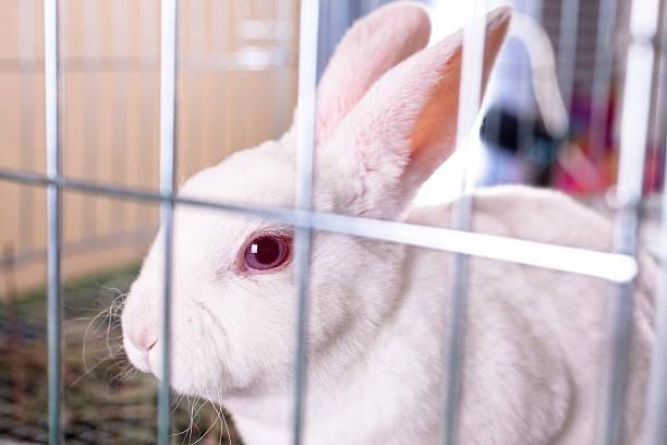 Rabbit for sale. White Easter bunny in cage. Pet store. Little white Easter  bunny in a metal cage.  She could be at home or in a shop for sale.  Her name is Strawberry. rabbit hutch stock pictures, royalty-free photos & images