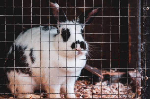 rabbit in a cage on a farm black white rabbit in a cage on a farm rabbit hutch stock pictures, royalty-free photos & images