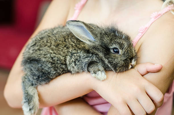 rabbit in hands stock photo