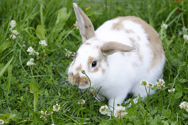 rabbit in the gras - dwarf rabbit bildbanksfoton och bilder