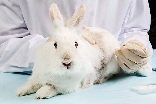 Rabbit is injected by veterinarian stock photo