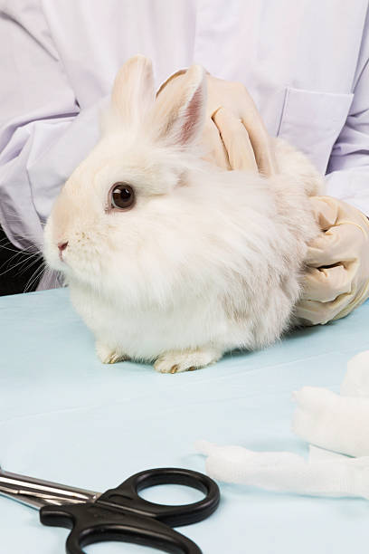 Rabbit is scanned by veterinarian stock photo