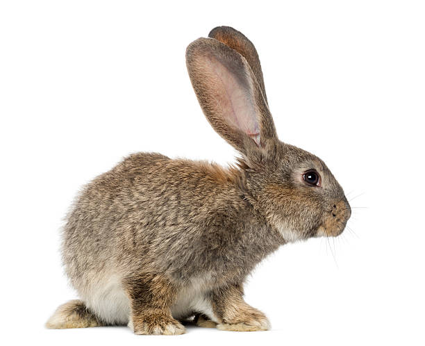 Rabbit Side View Pictures, Images and Stock Photos - iStock