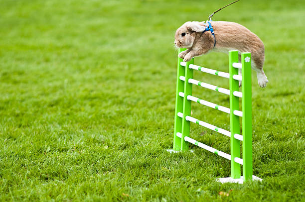 rabbit jumping - bunny jumping bildbanksfoton och bilder