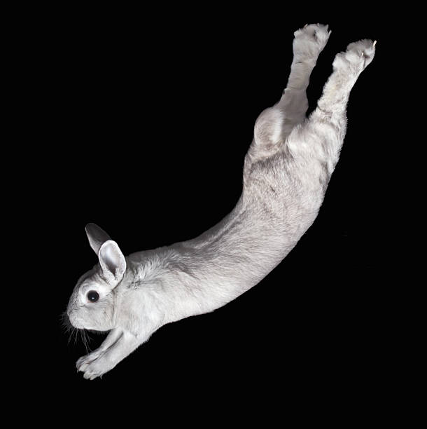 rabbit jumps down - bunny jumping bildbanksfoton och bilder