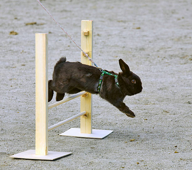 rabbit  jumps through the barrier - bunny jumping bildbanksfoton och bilder
