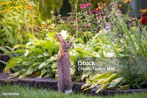 istock Rabbit looking at garden 1367692156
