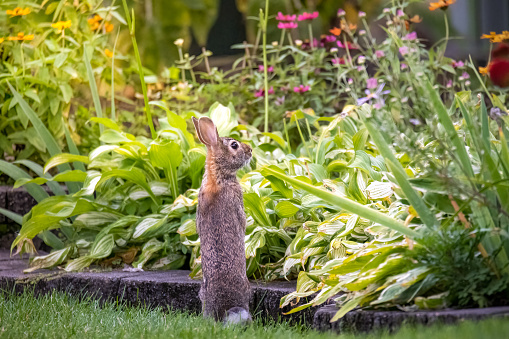 Hungry bunny rabbit standing up looking at his dinner. Backyard garden