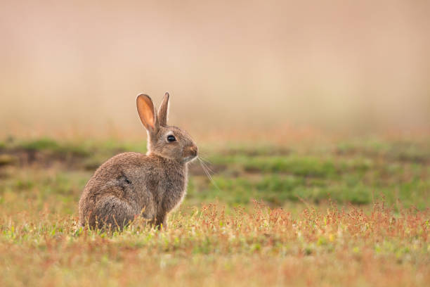 Rabbit (Oryctolagus cuniculus stock photo