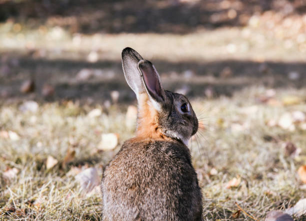 Rabbit stock photo