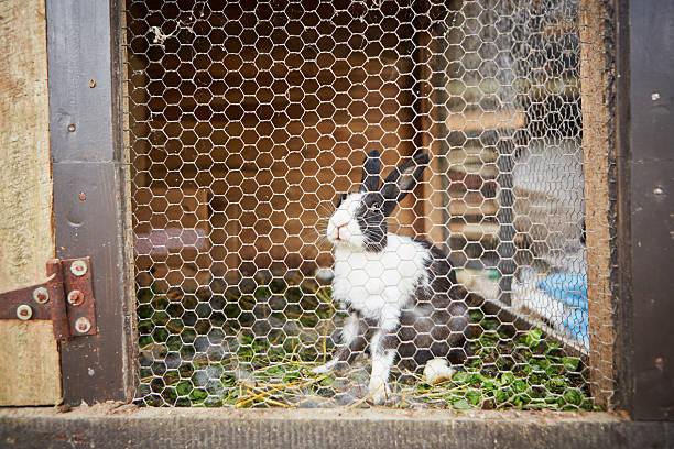 Rabbit Rabbit in the rabbit hutch - selective focus rabbit hutch stock pictures, royalty-free photos & images