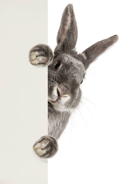 Rabbit Cute rabbit holding a sheet of paper rabbit stock pictures, royalty-free photos & images