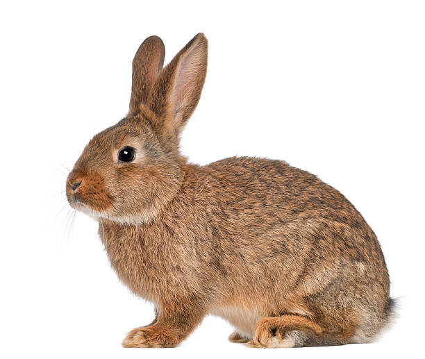Rabbit sitting on white background stock photo