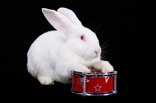 FUNNY RABBIT PLAYING A DRUM IMAGE ON WHITE PEARL MARBLE 