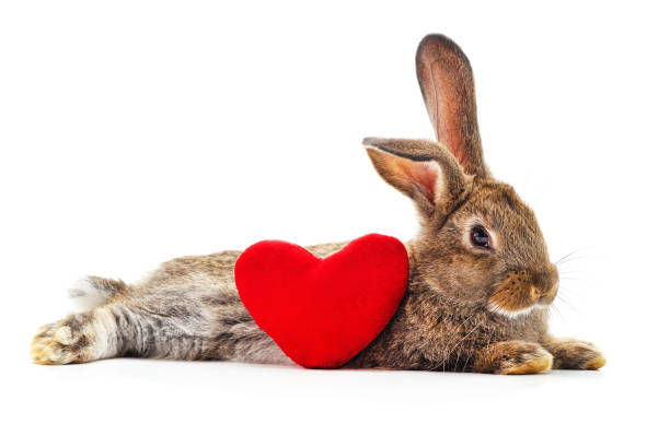Pictures valentine bunny 20 Most