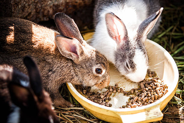 Rabbits eat Rabbits eat rabbit stock pictures, royalty-free photos & images