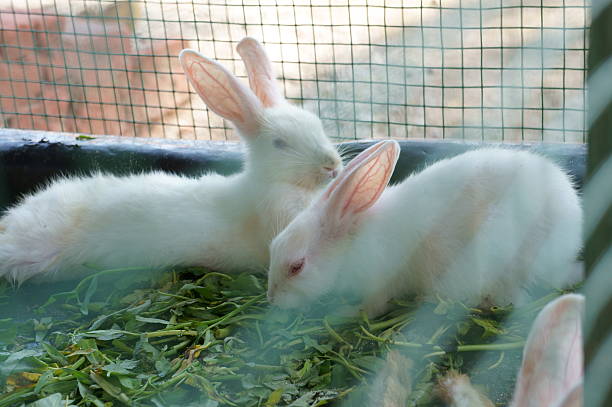 Rabbits in a cage Rabbits in a cage rabbit hutch stock pictures, royalty-free photos & images