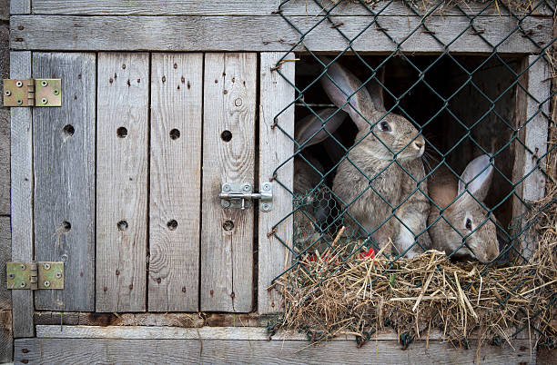 Rabbits in a hutch Rabbits in a wooden hutch. rabbit hutch stock pictures, royalty-free photos & images