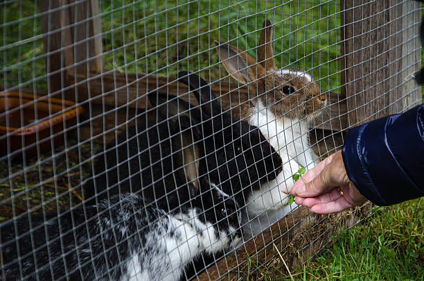 Rabbits in a hutch Hand giving grass to rabbits in a rabbit hutch rabbit hutch stock pictures, royalty-free photos & images