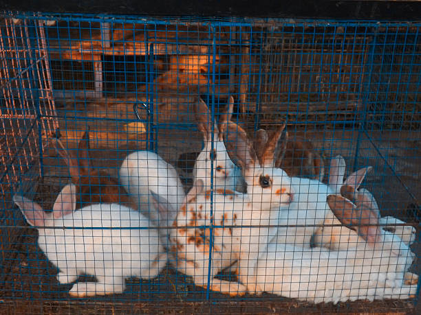 rabbits in cages that are sold in animal markets pasty yogyakarta rabbits in cages that are sold in animal markets pasty yogyakarta. Rabbits are animals with remarkable reproducibility. Within a year, a female can give birth to children rabbit five times.  rabbit hutch stock pictures, royalty-free photos & images