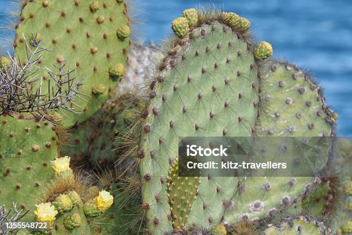 istock Rabida cactus, Galapagos Islands 1355548722