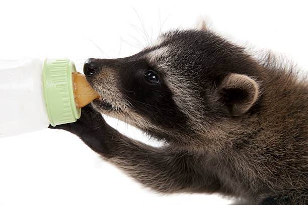 Raccoon Bottle Feeding stock photo