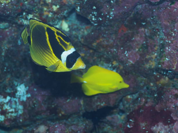 Raccoon butterfly fish and Yellow tang fish stock photo