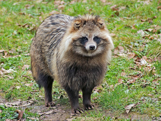 Raccoon Dog in natural ambiance stock photo