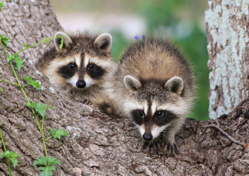 What is a Raccoon? - Answered - Twinkl Teaching Wiki