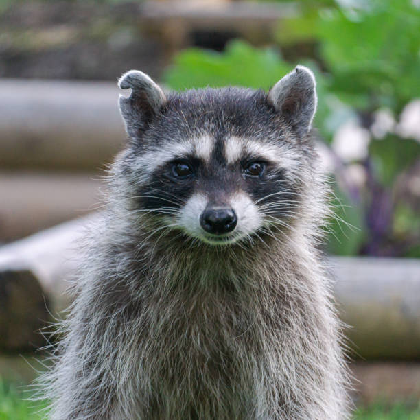Raccoon Mother stock photo