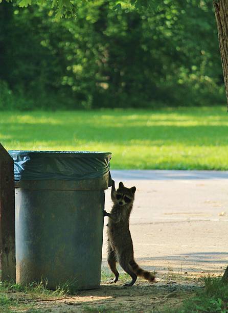 Raccoon Raiding Garbage stock photo