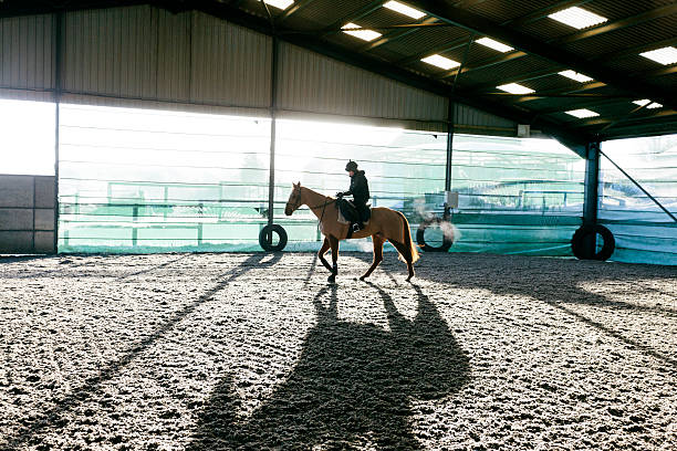 Racehorse, early morning exercise stock photo