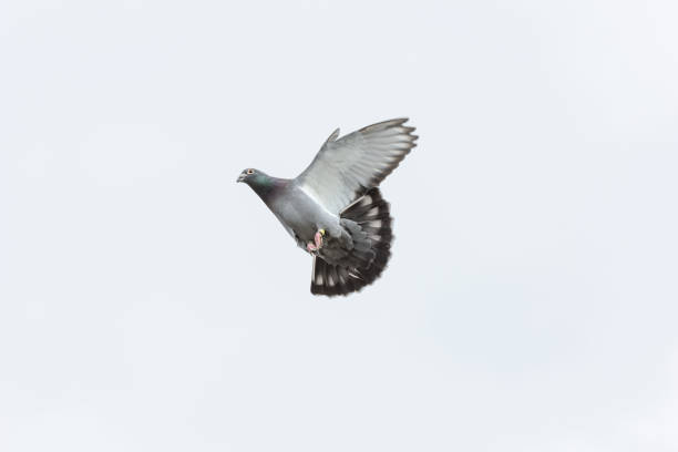Racing pigeon starts his landing with a clear white sky as a background stock photo