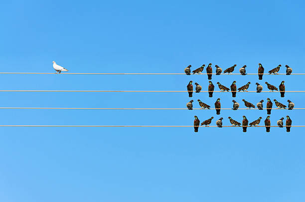 racism concept, white and black birds on wire - eén dier stockfoto's en -beelden