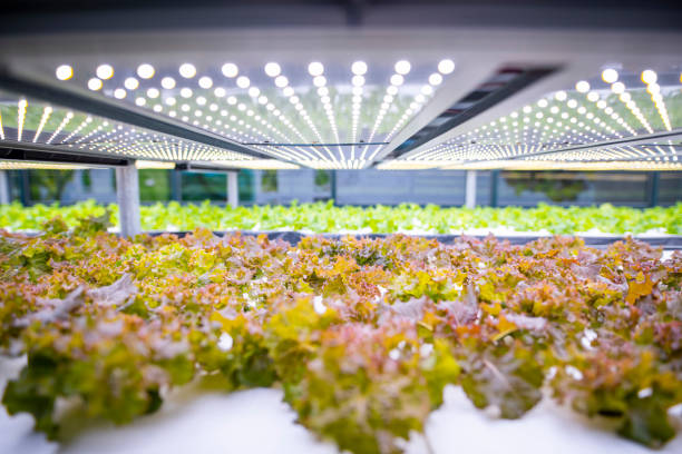 Racks of Cultivated Living Lettuce at Indoor Vertical Farm Vast indoor farming facility with stacks of carefully tended living lettuce crops lit by an array of LED lights. hydroponics stock pictures, royalty-free photos & images