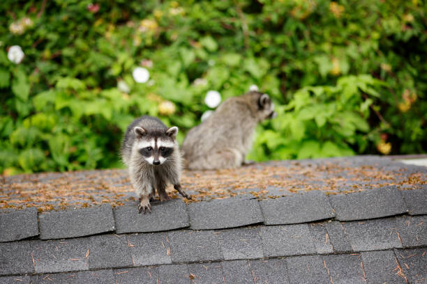 Mother racoon and her baby on the roof