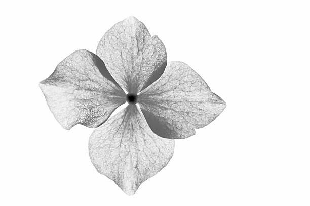 Radiographed hydrangea flower (inverted) Radiographed hydrangea flower (inverted) plant xray stock pictures, royalty-free photos & images