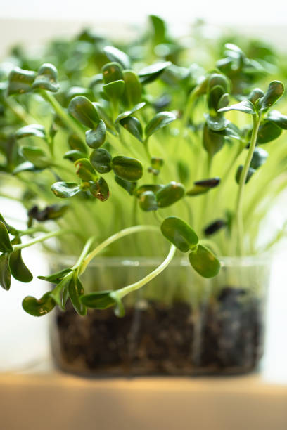 Radish microgreens. with seeds and roots. Germination of microgreens. Germination of seeds at home. stock photo
