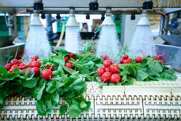 Radishes on conveyor belt Radishes being washed on conveyor belt on industrial washing line food and beverage industry stock pictures, royalty-free photos & images