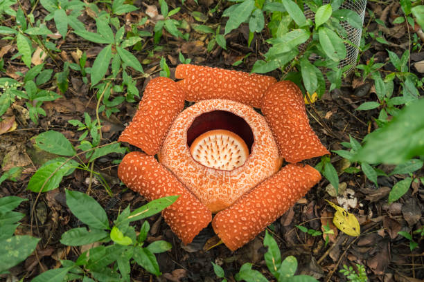 Rafflesia, the biggest flower in the world, Borneo, stock photo