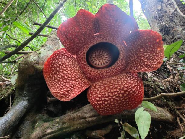 raflessia arnoldi - bunga rafflesia arnoldi potret stok, foto, & gambar bebas royalti