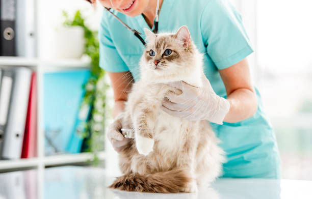 Ragdoll cat at veterinerian clinic stock photo