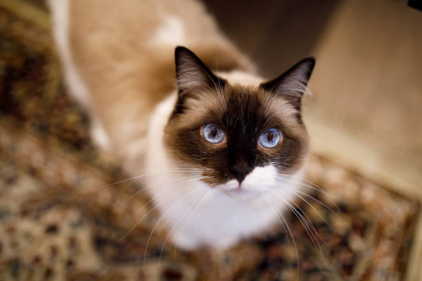 Ragdoll cat with beautiful eyes looking at camera stock photo