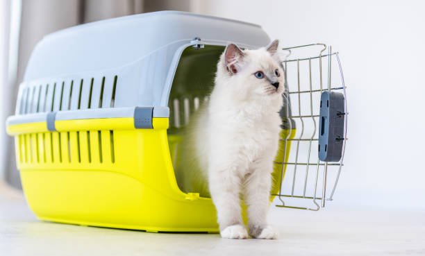 Ragdoll cat with carrying stock photo