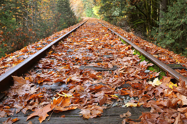 Railroad Tracks In Autumn Railroad tracks covered in leaves. victoria bc fall stock pictures, royalty-free photos & images
