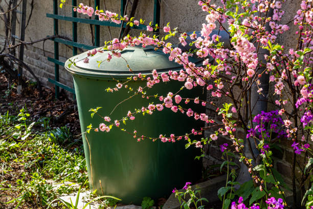 rain barrel with flowering almond in a garden stock photo